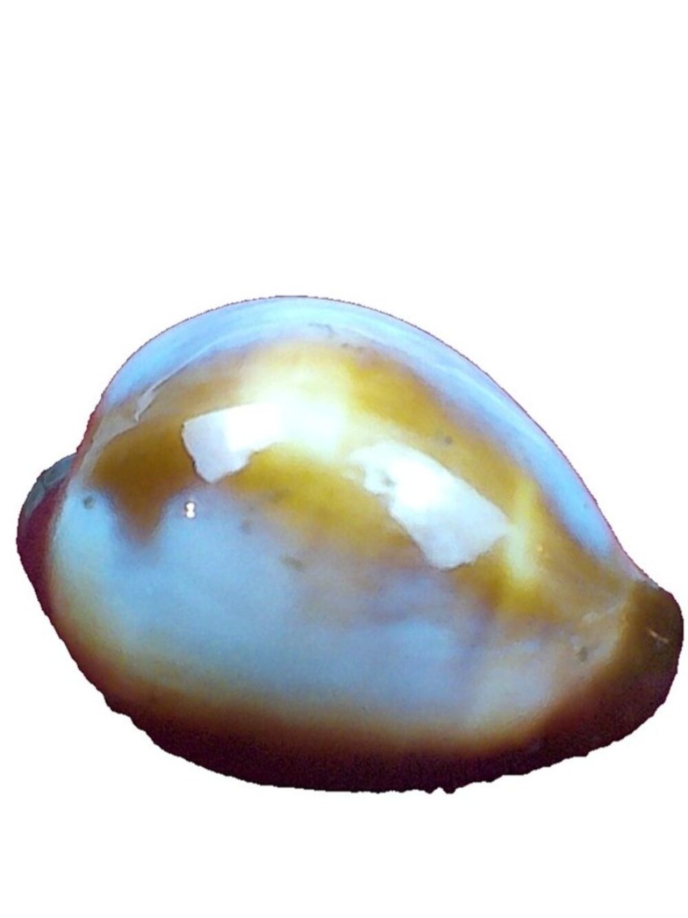 Rare Chestnut Cowrie Shell Neobernaya spadicea Specimen  1"